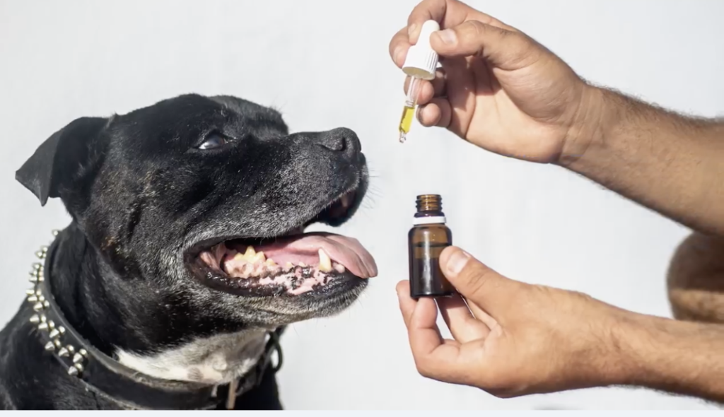 cbd para perros